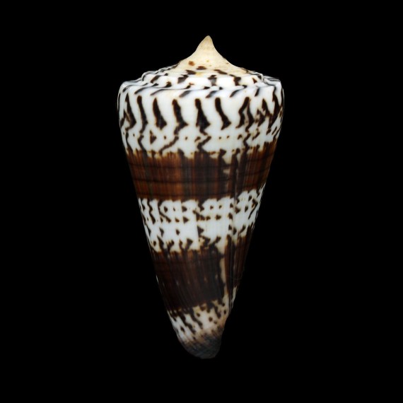 generalis 72,3mm