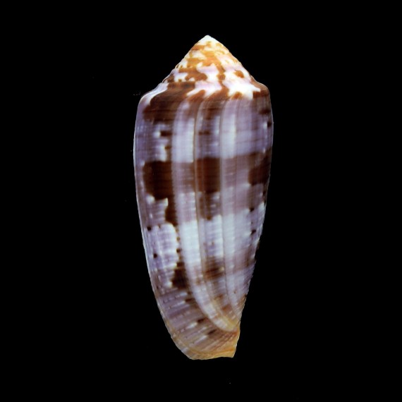 circumcisus 64,7mm