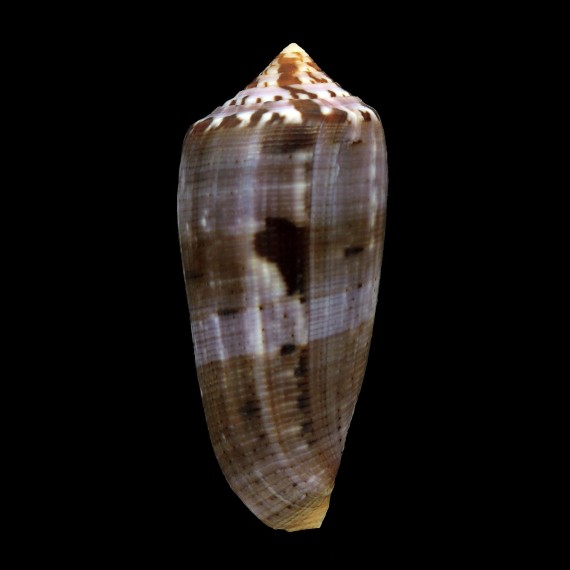 circumcisus 70,5mm