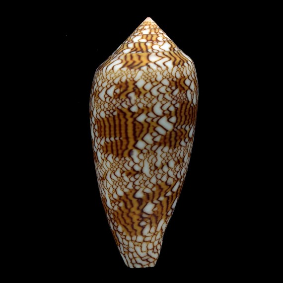 textile 75,4mm PNG