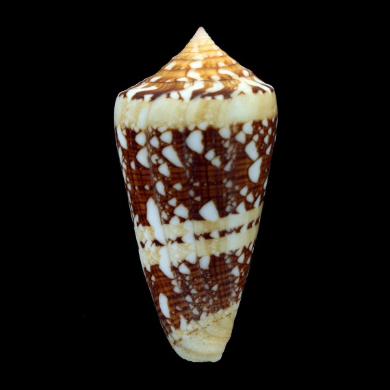 ammiralis temnes 72,4mm