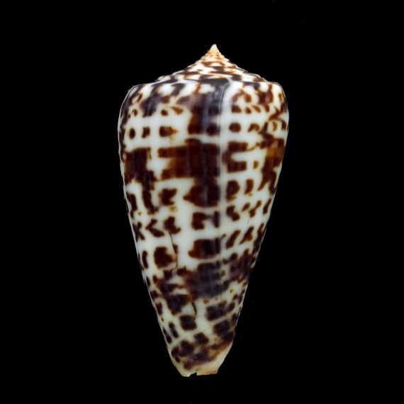 jickelii 46,4mm