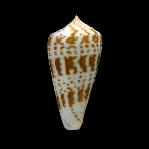 inscriptus 61,3mm
