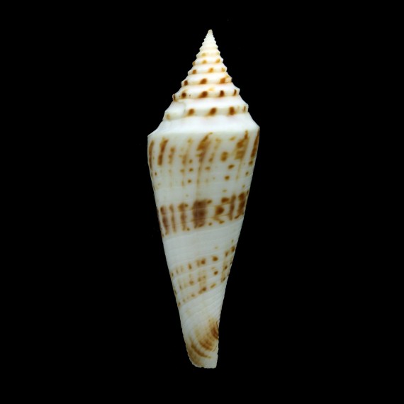 ichinoseana 72,6mm