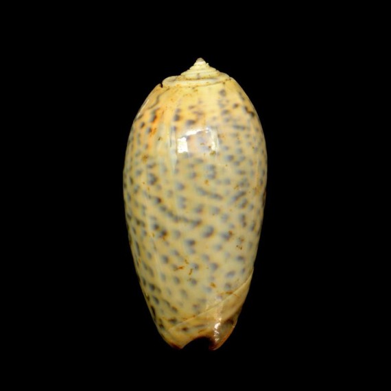 tigrina