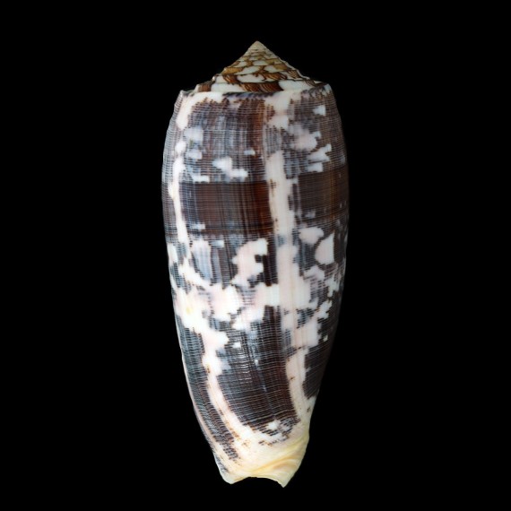 striatus 120,0mm