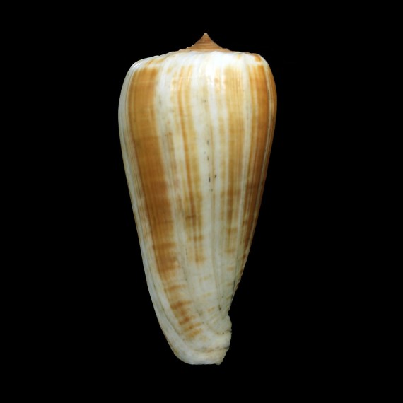 radiatus 90,5mm BIG
