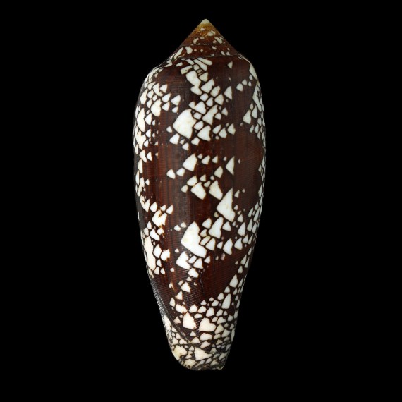 aulicus 131,2mm BIG