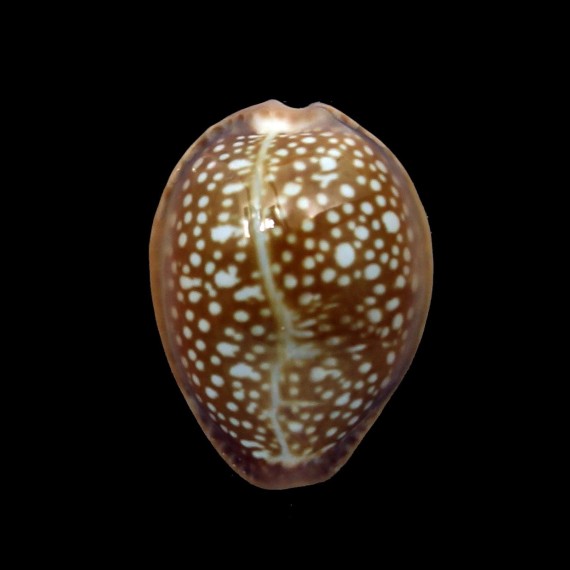 englerti 24,2mm