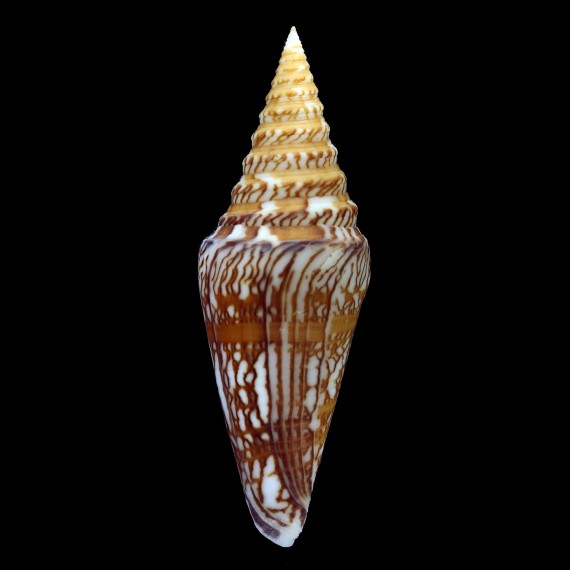 excelsus 84,6mm SUPERB