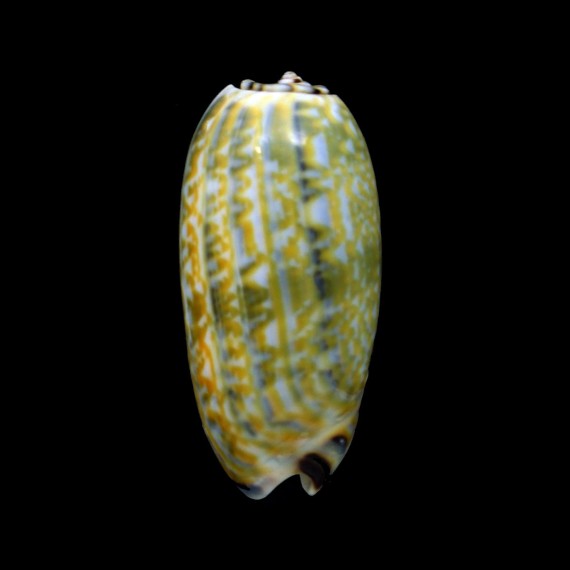 tricolor philanta 45,3mm