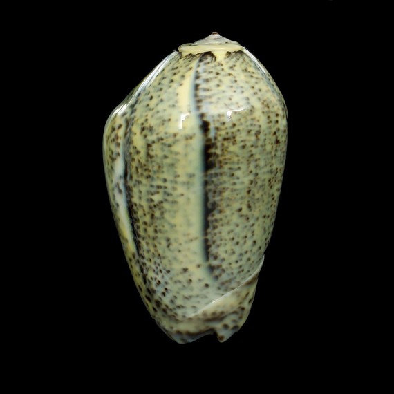 incrassata 71,3mm