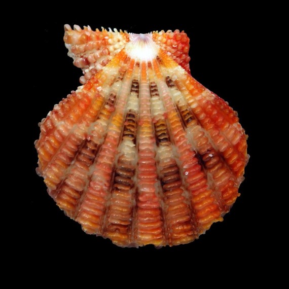 speciosum 55,2mm BIG