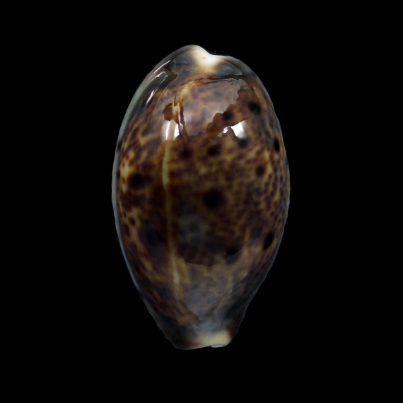 lynx vanelli 30,4mm DWARF