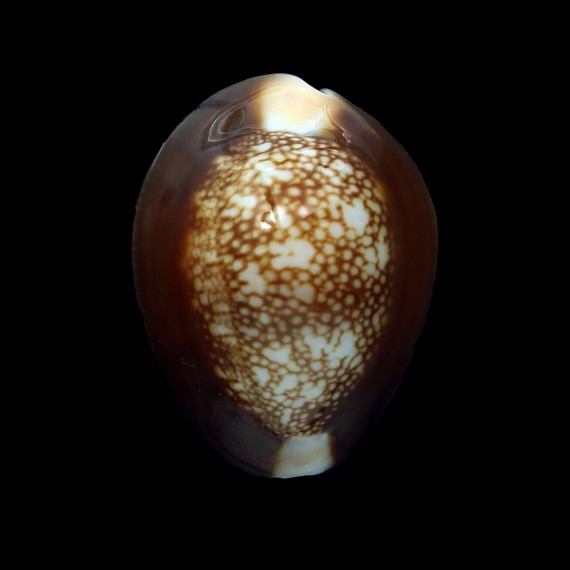 caputserpentis kenyonae 38,0mm