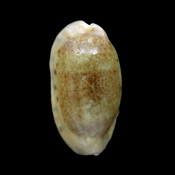 caurica 45,0mm ROSTRATE