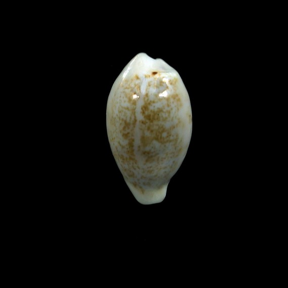 luchuana 18,3mm