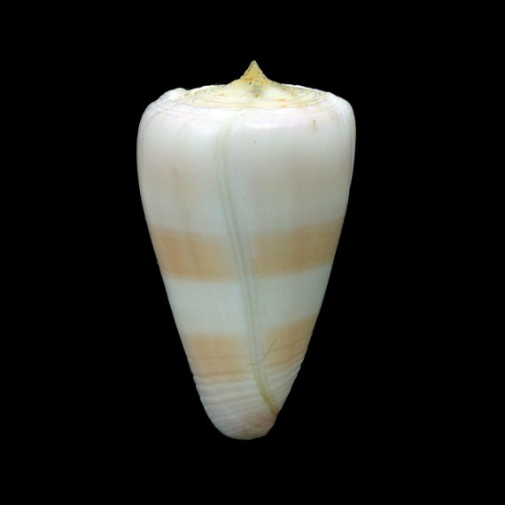 suturatus 40,7mm