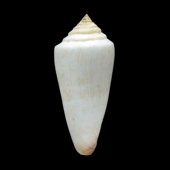 furvus aegrotus 60,0mm