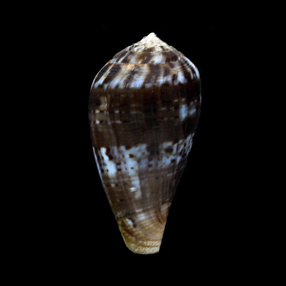 tinianus 43,4mm