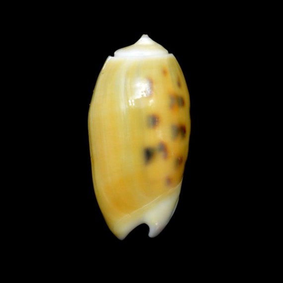 tessellata