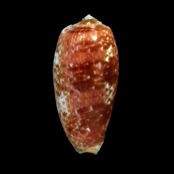 bullatus 67,1mm