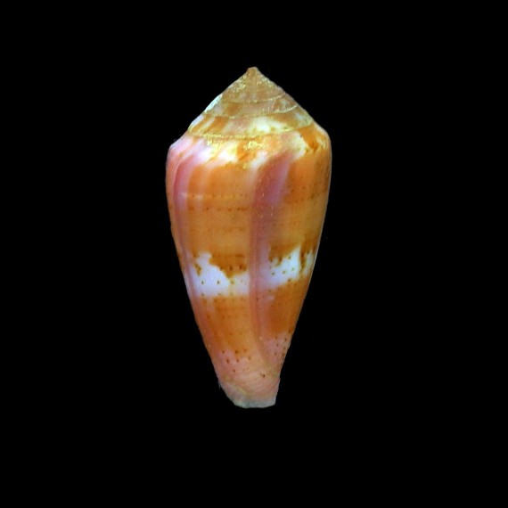 luteus 24,2mm
