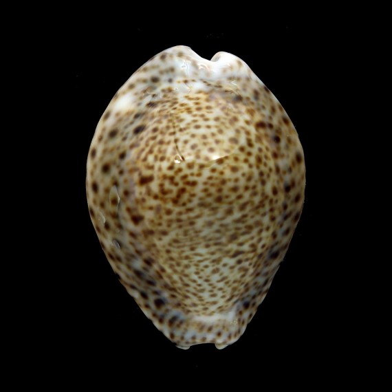 turdus winkworthi 44,2mm