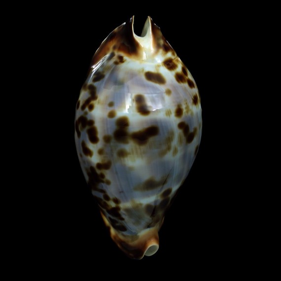 friendii 71,8mm