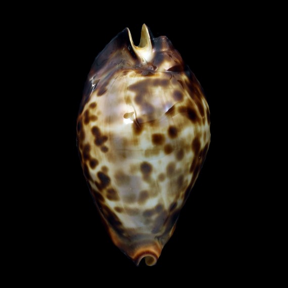 friendii 52,5mm DWARF