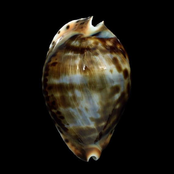 friendii vercoi insulata 91,2mm BIG