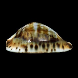 friendii vercoi insulata 91,2mm BIG