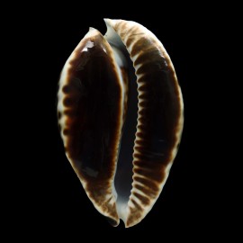 friendii vercoi insulata 91,2mm BIG
