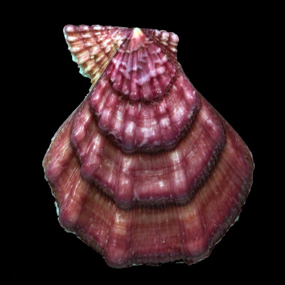 swiftii 92,0mm