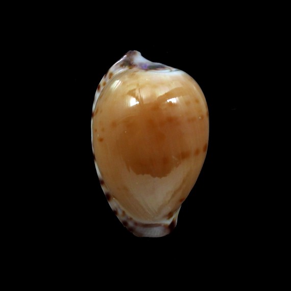 algoensis 22,4mm