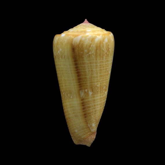 nobilis victor SP 40,6mm