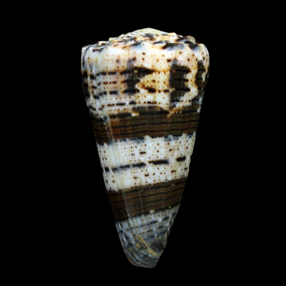 imperialis fuscatus 71,4mm