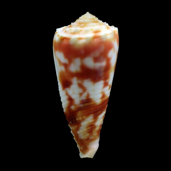 moluccensis merleti 51,6mm