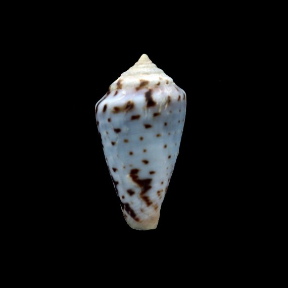 algoensis scitulus 22,3mm