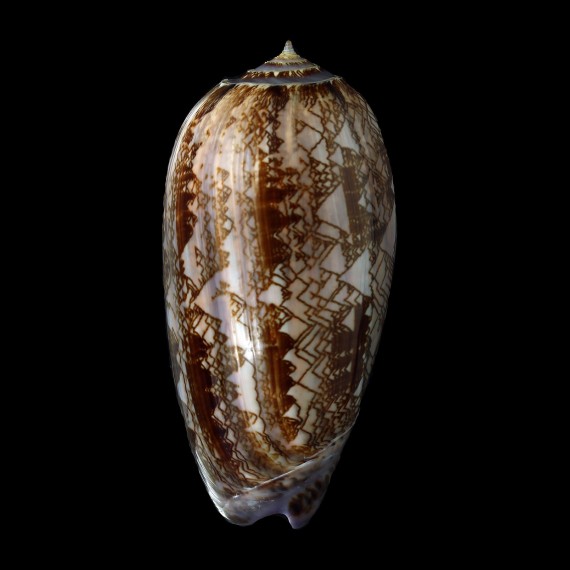 porphyria 109,0mm