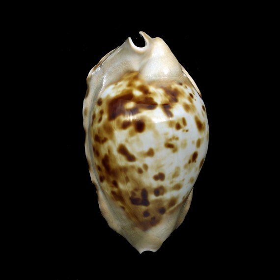 marginata consueta 59,6mm