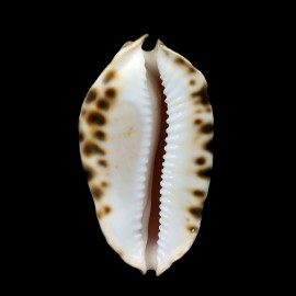 marginata consueta 59,6mm