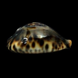 fultoni 58,5mm POR