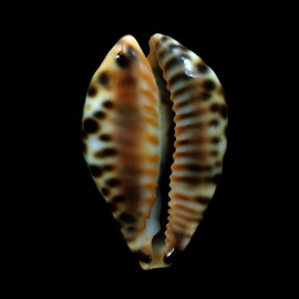 fultoni 58,5mm POR