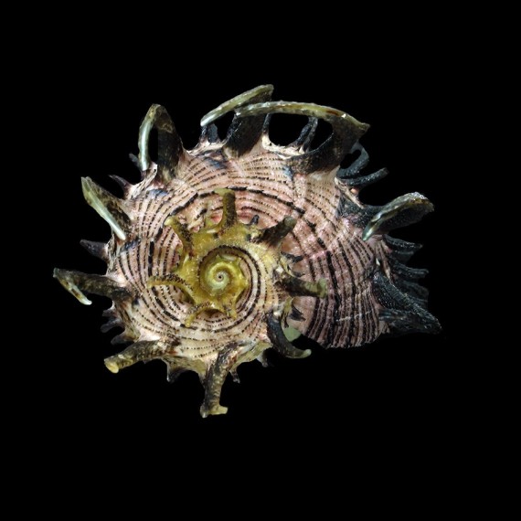 delphinus melanacantha 69,1mm