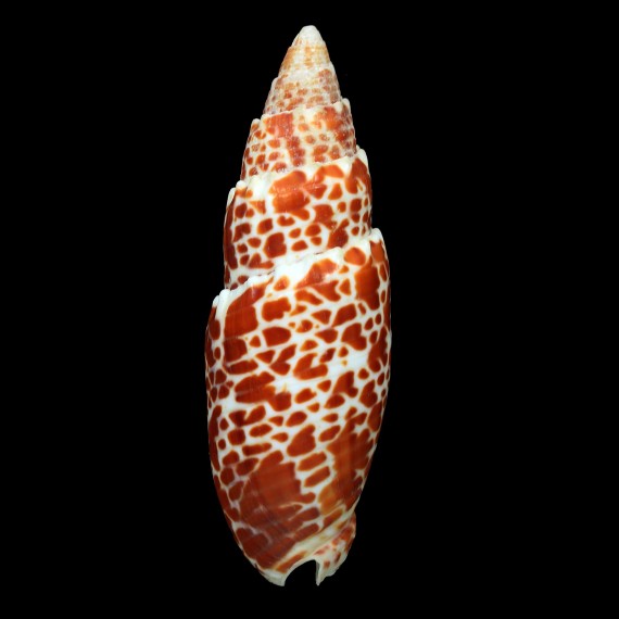 papalis 102,8mm