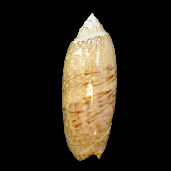 sayana