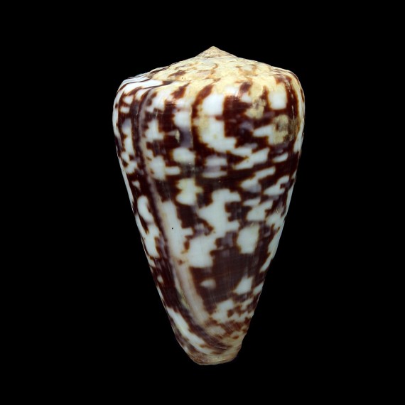 venulatus 51,3mm