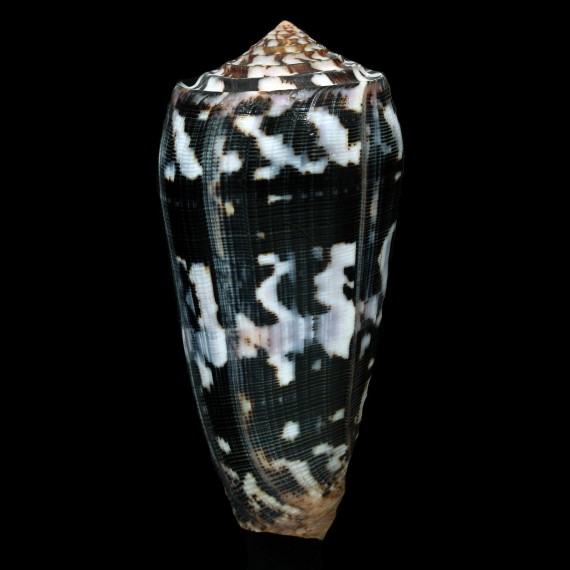 striatus 102,0mm SUPERB