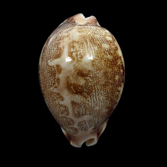 mappa 53,4mm